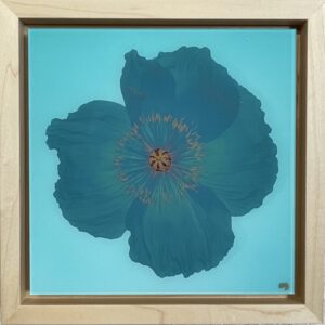 turquoise poppy photo framed