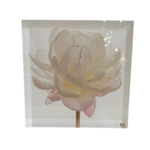 White Peony
