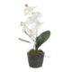 Laris Orchid Drop-In