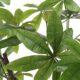 Pachira Money Tree_Deatil