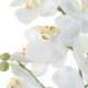 Laris Orchid Drop-In_ Detail
